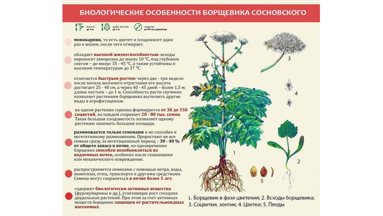 С борщевиком Сосновского начали бороться в Госдуме