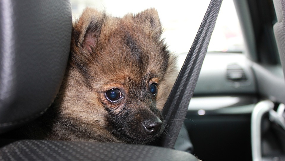 В Марий Эл инспекторы ГИБДД проверят ремни безопасности