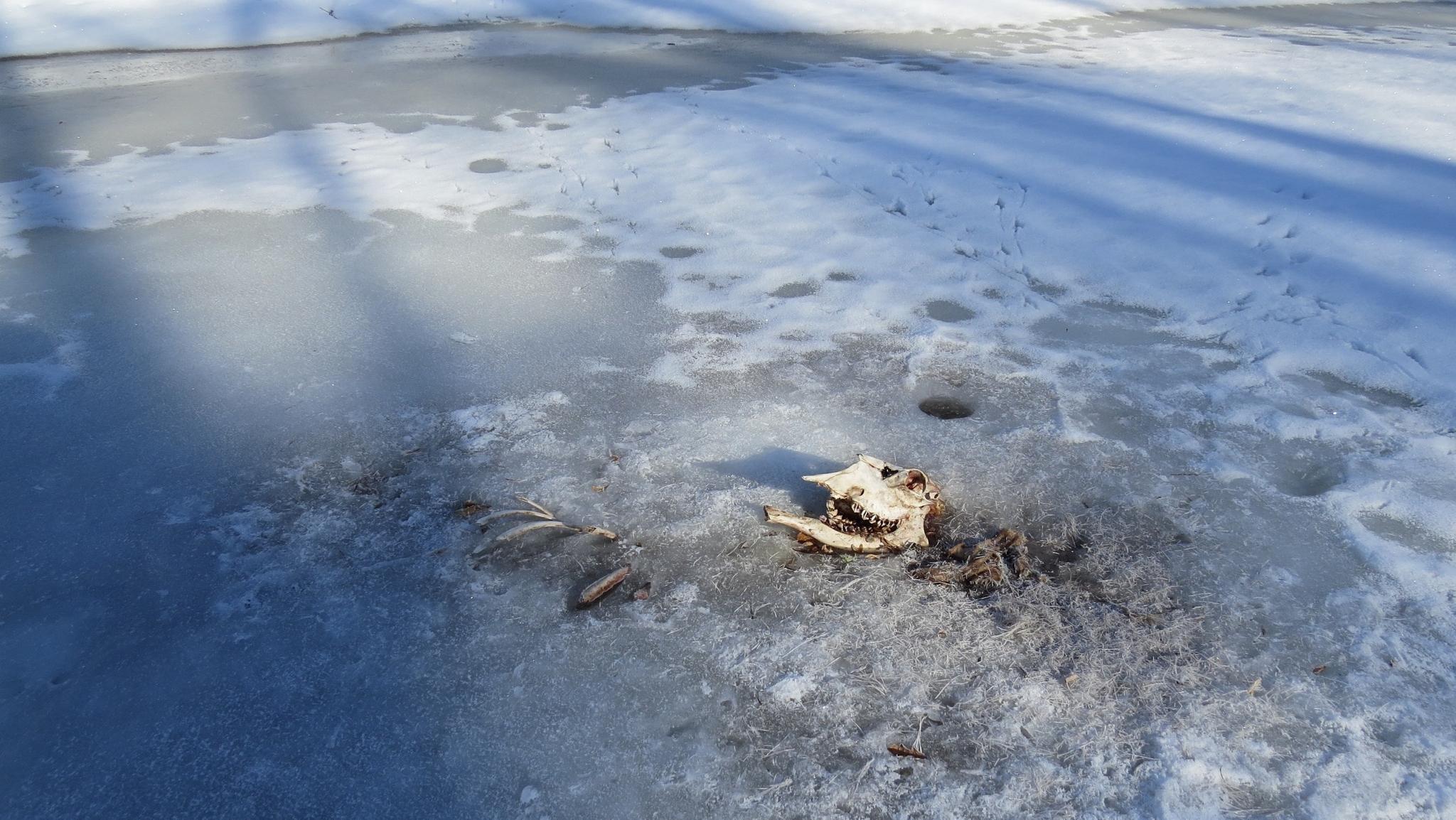 В марийском заповеднике молодая лосиха стала добычей волчьей стаи 