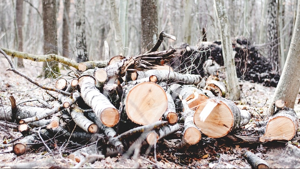 В Марий Эл осудили чёрных лесорубов из Нижегородской области