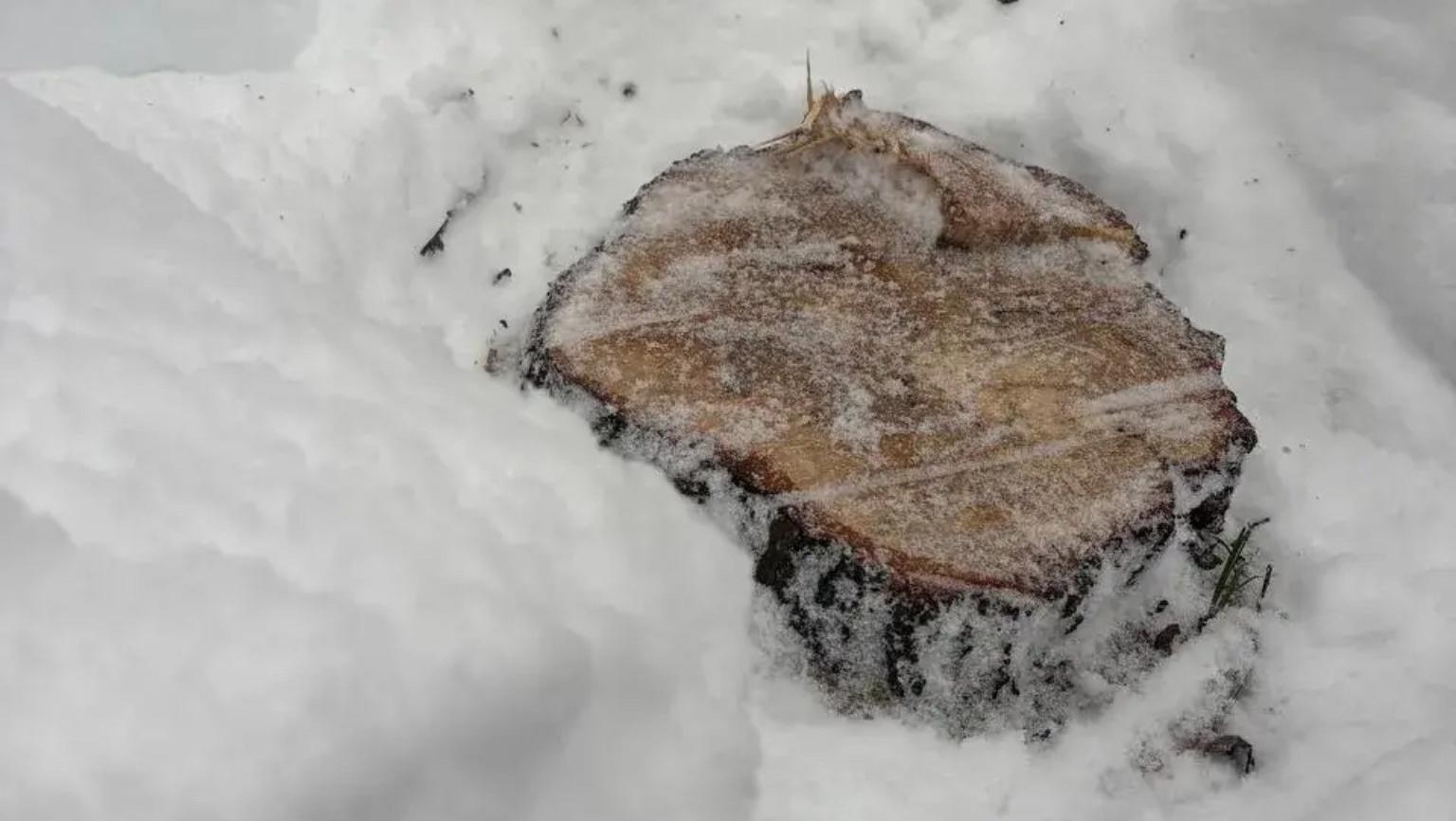 За рубку шести берёз и елей жителя Марий Эл оштрафовали на 0,5 млн рублей