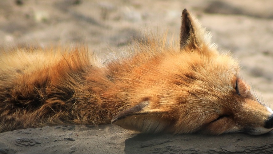 В Параньге найден инфицированный труп