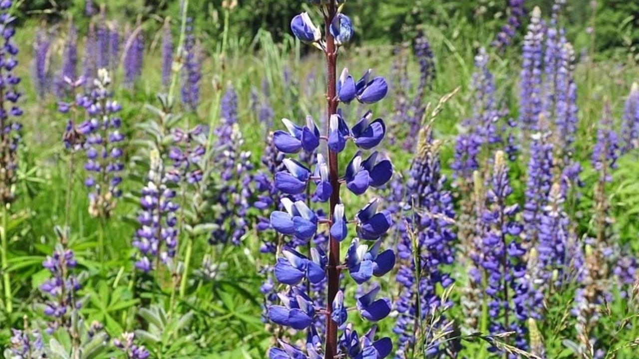 В Марий Эл произрастают растения из «Чёрной книги»