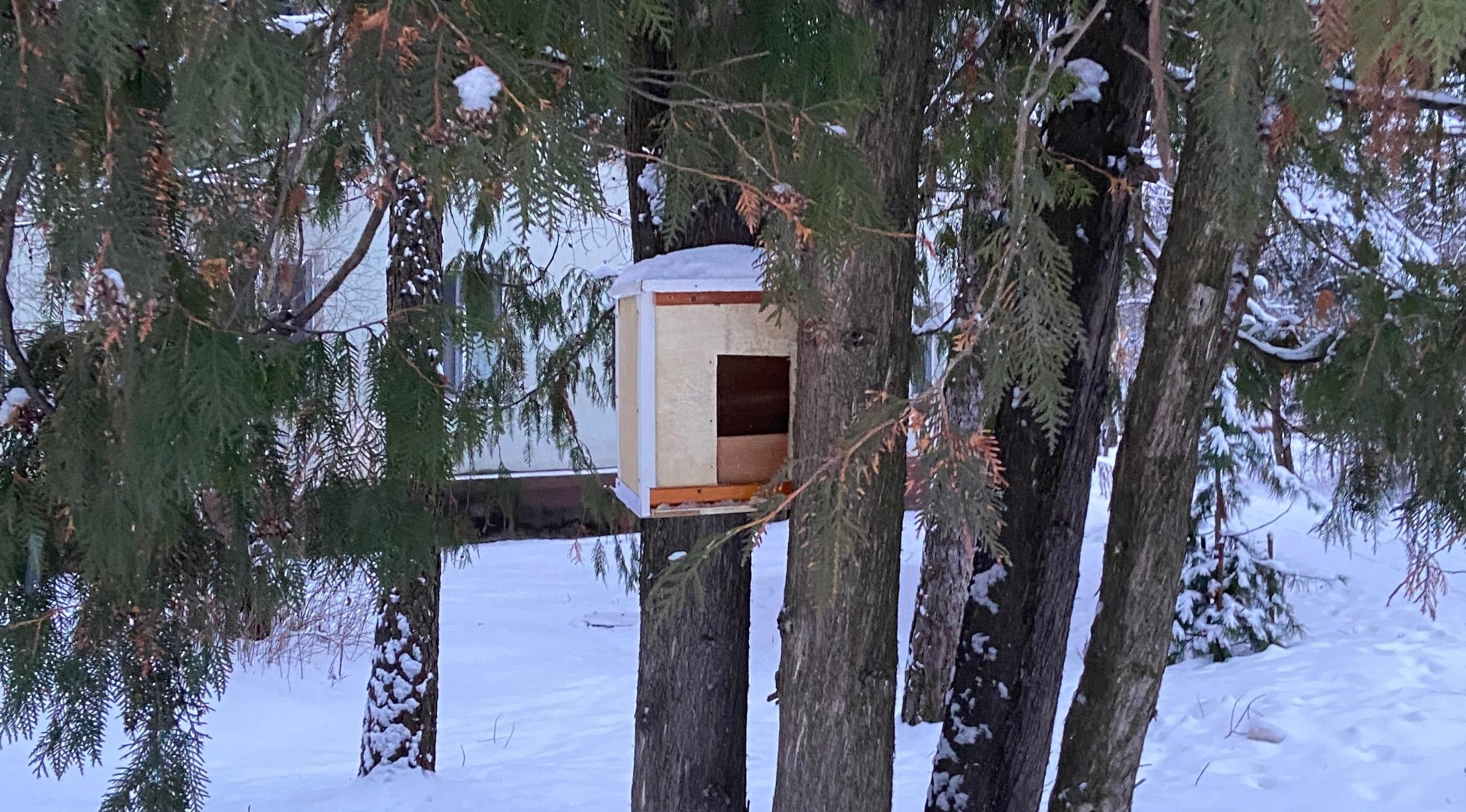 В сквере Пушкина в Йошкар-Оле появилась птичья столовая