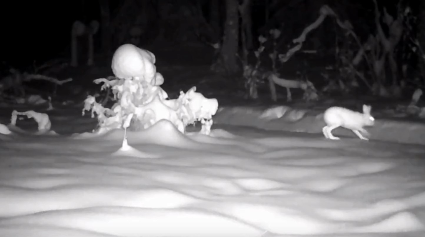 Дикие животные в Марий Эл случайно разыграли сюжет из известной песни 