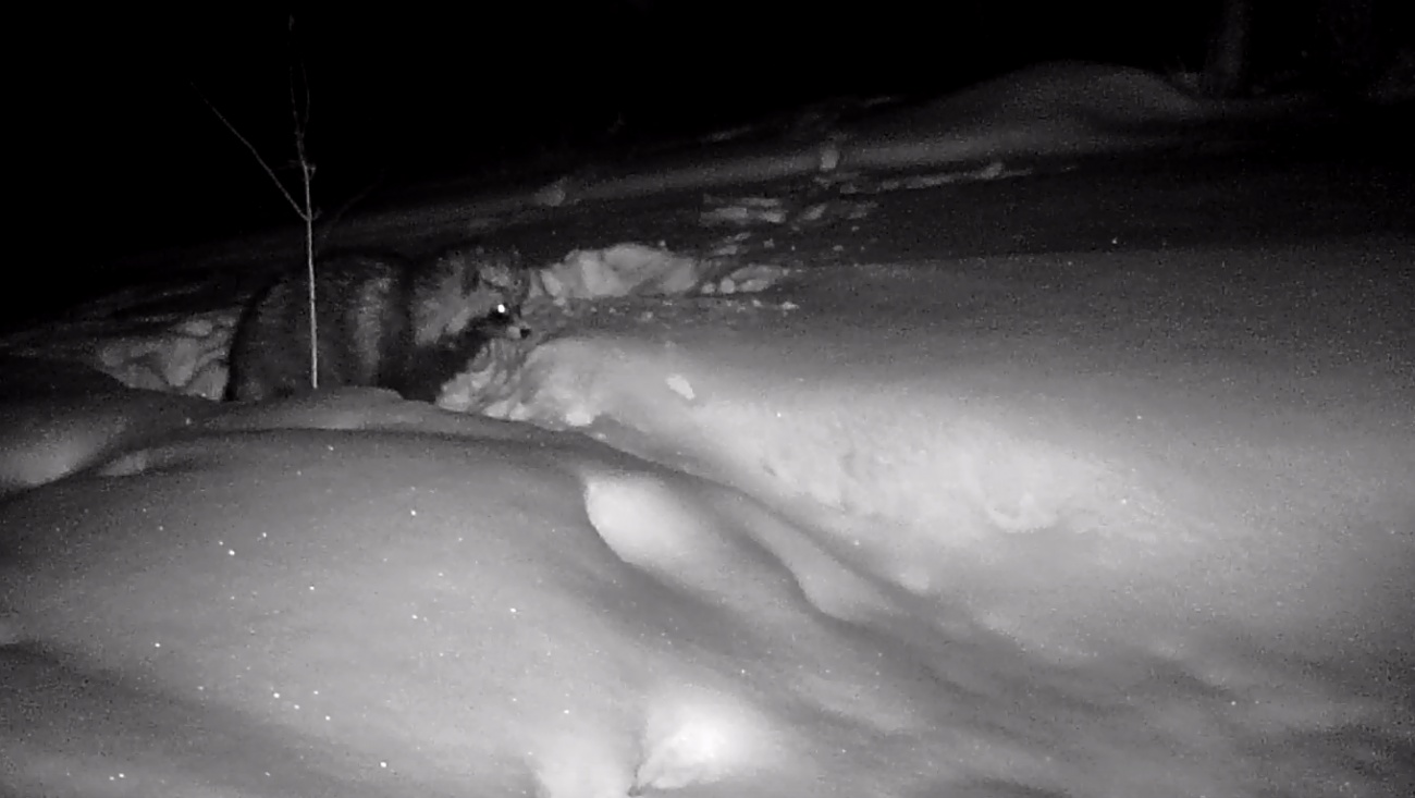 В фотоловушку заповедника «Большая Кокшага» попала енотовидная собака