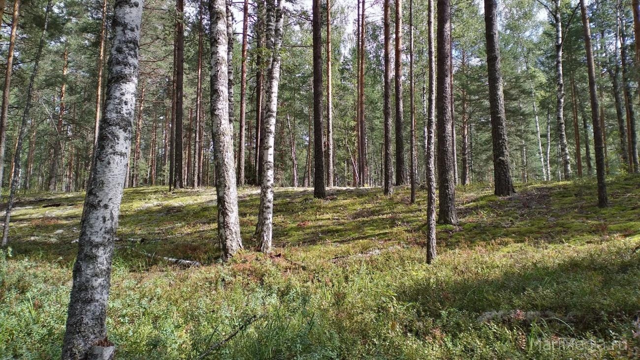 Два жителя Марий Эл заразились мышиной лихорадкой в мае