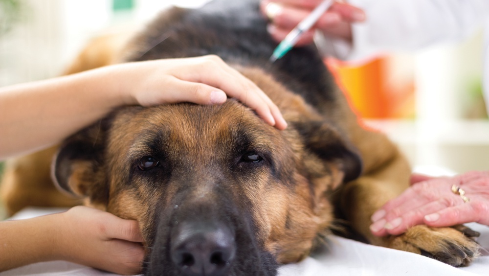 В Азановском сельском поселении ждут ветеринаров Медведевской райСББЖ