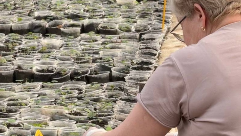 Клумбы Мемориального комплекса в Йошкар-Оле планируют украсить тюльпанами