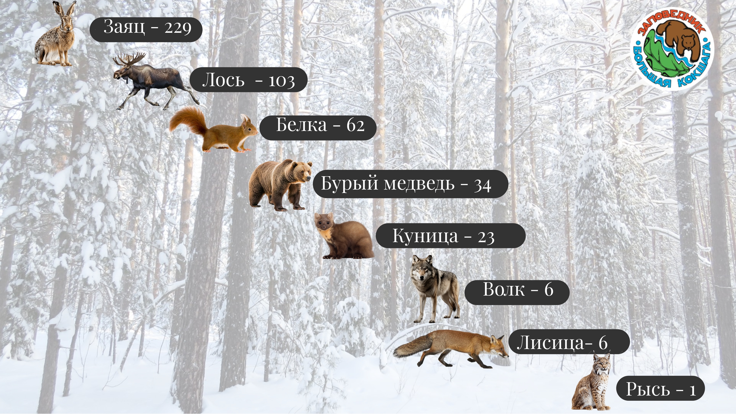В заповеднике «Большая Кокшага» 52 вида млекопитающих находятся под строгой охраной