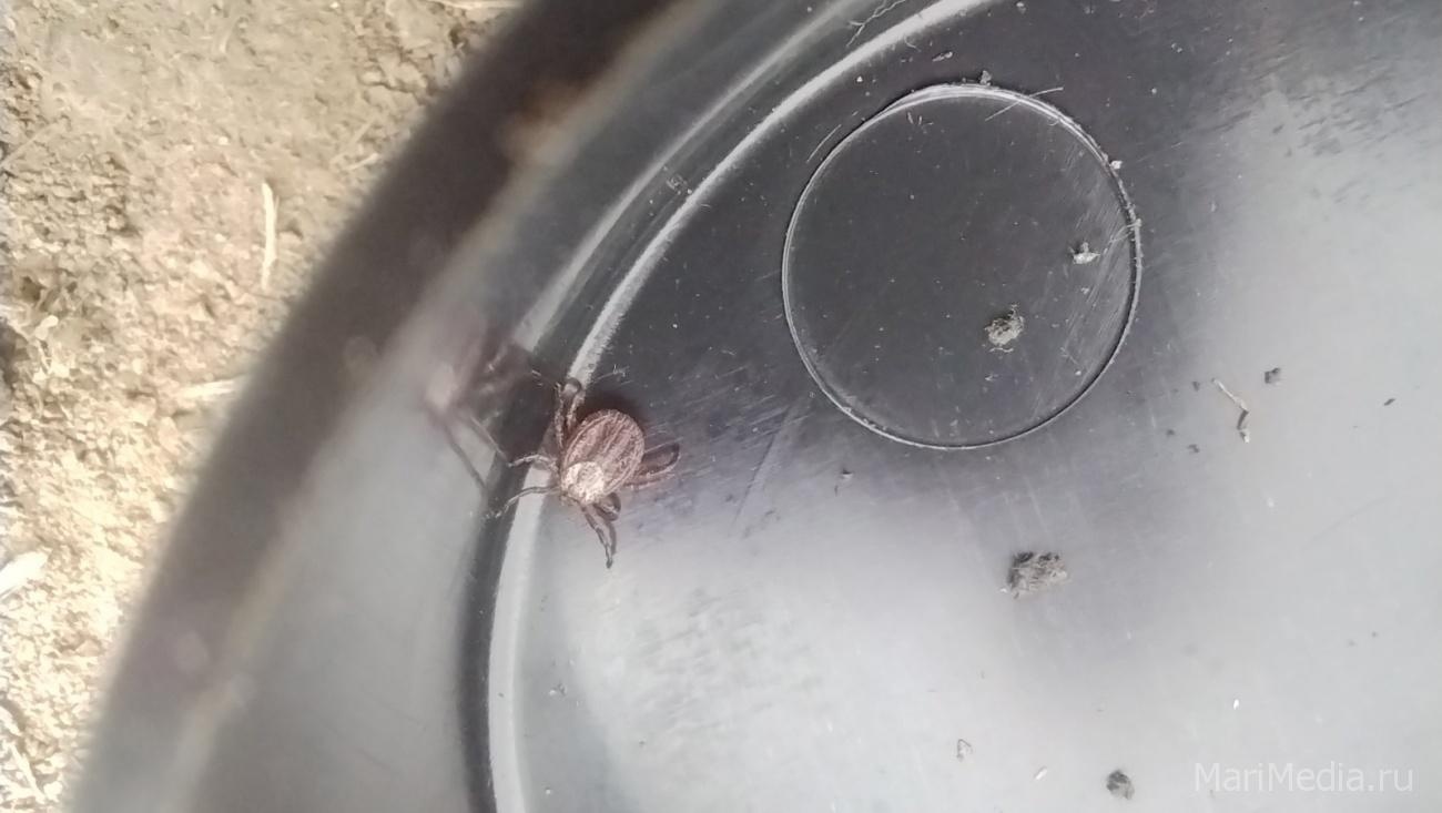 С начала сезона в Марий Эл от укусов клещей пострадали 1344 человека