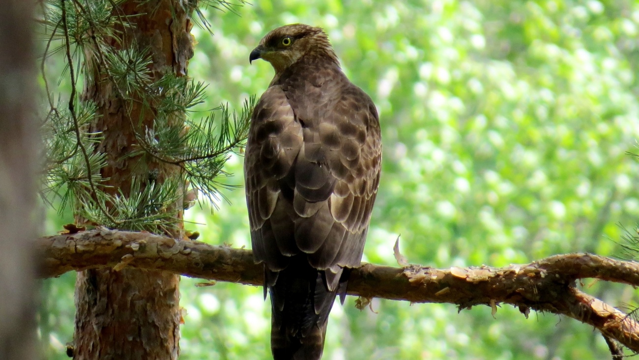 В Национальном музее Марий Эл работает выставочный проект «Животные удивляют»