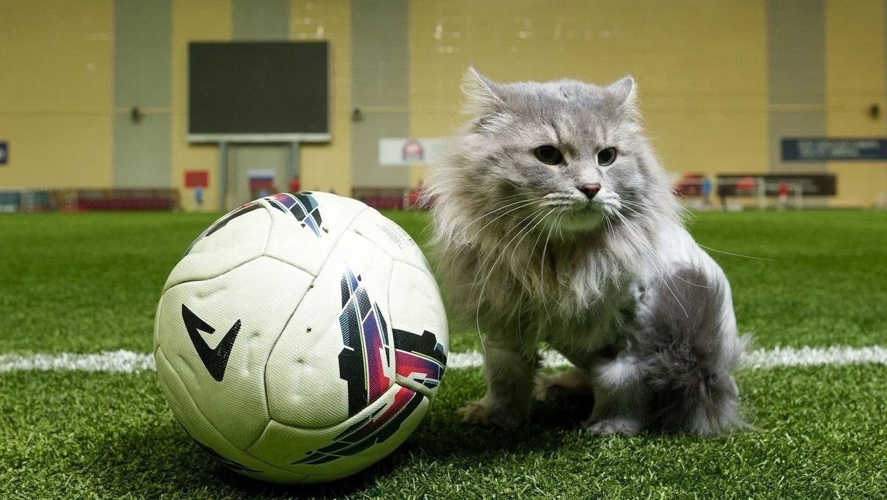 Футбольный клуб «Енисей» из Красноярска подписал контракт с котом