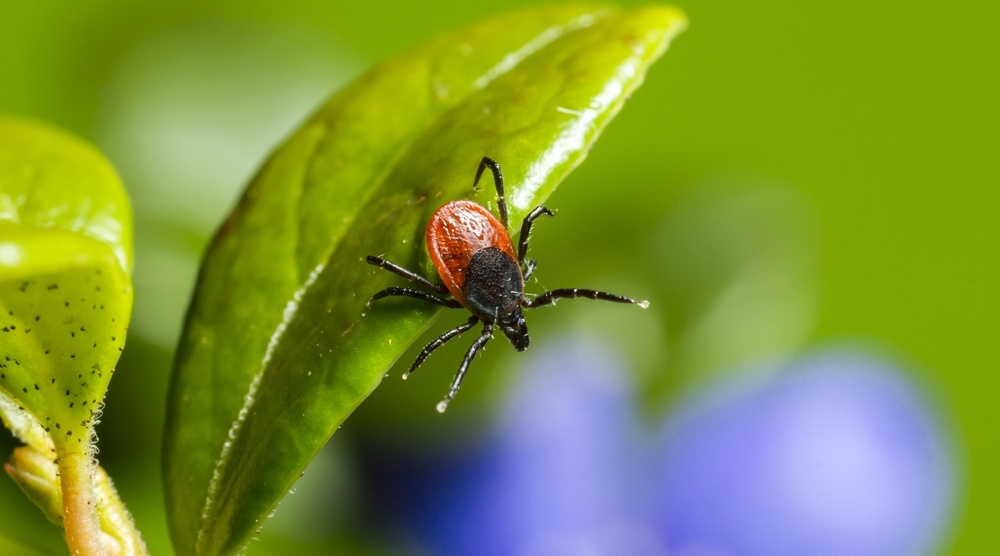 На прошлой неделе клещи покусали 15 жителей Марий Эл
