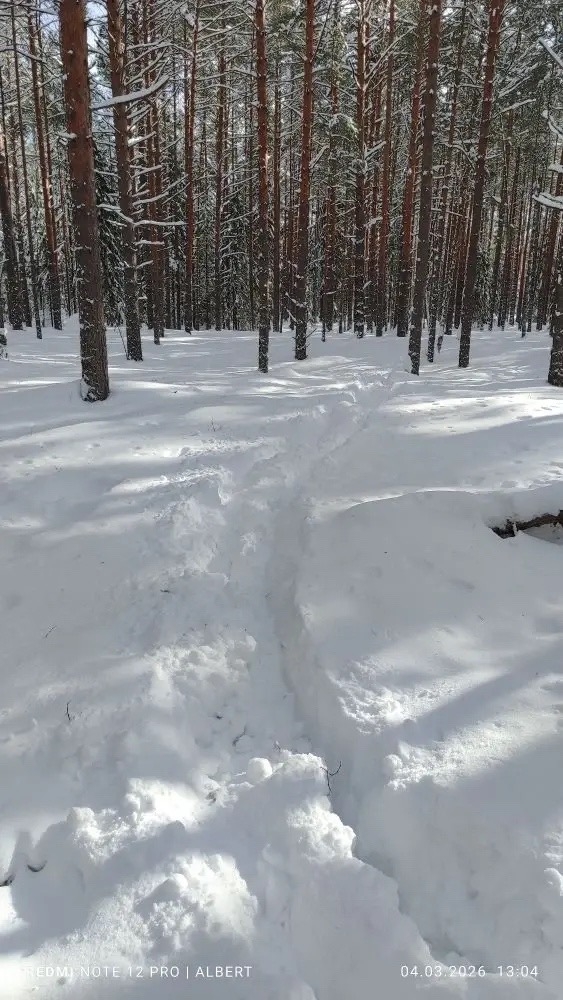 В заповеднике «Большая Кокшага» завершены зимние маршрутные учёты