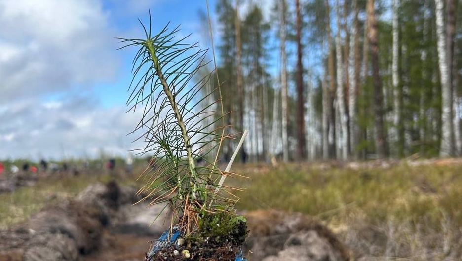 В Марий Эл на посадку леса приехали более 200 добровольцев из разных городов России