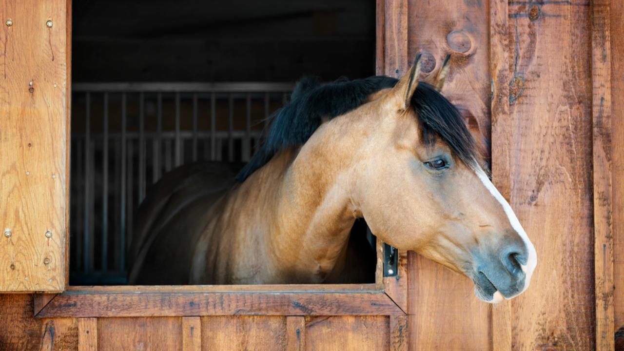 В Марий Эл в конно-спортивном комплексе лошадей поставили на карантин 