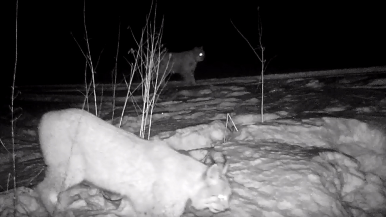 В лесах Марий Эл фотоловушки впервые «поймали» рысей