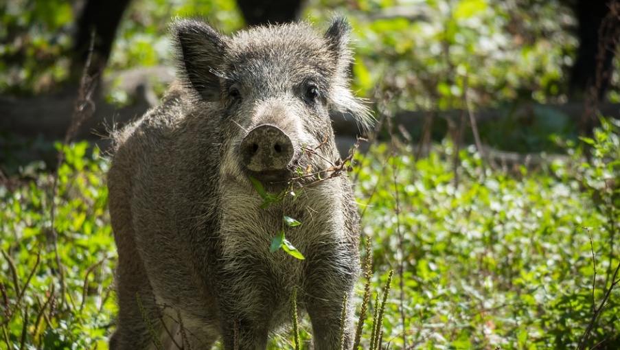 В Марий Эл принимают заявки от охотников, желающих добыть лося, кабана и медведя