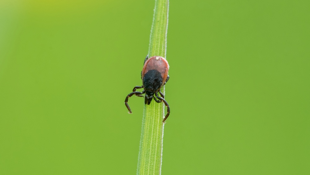 В Марий Эл в основном нападения клещей происходят в лесах и в населённых пунктах