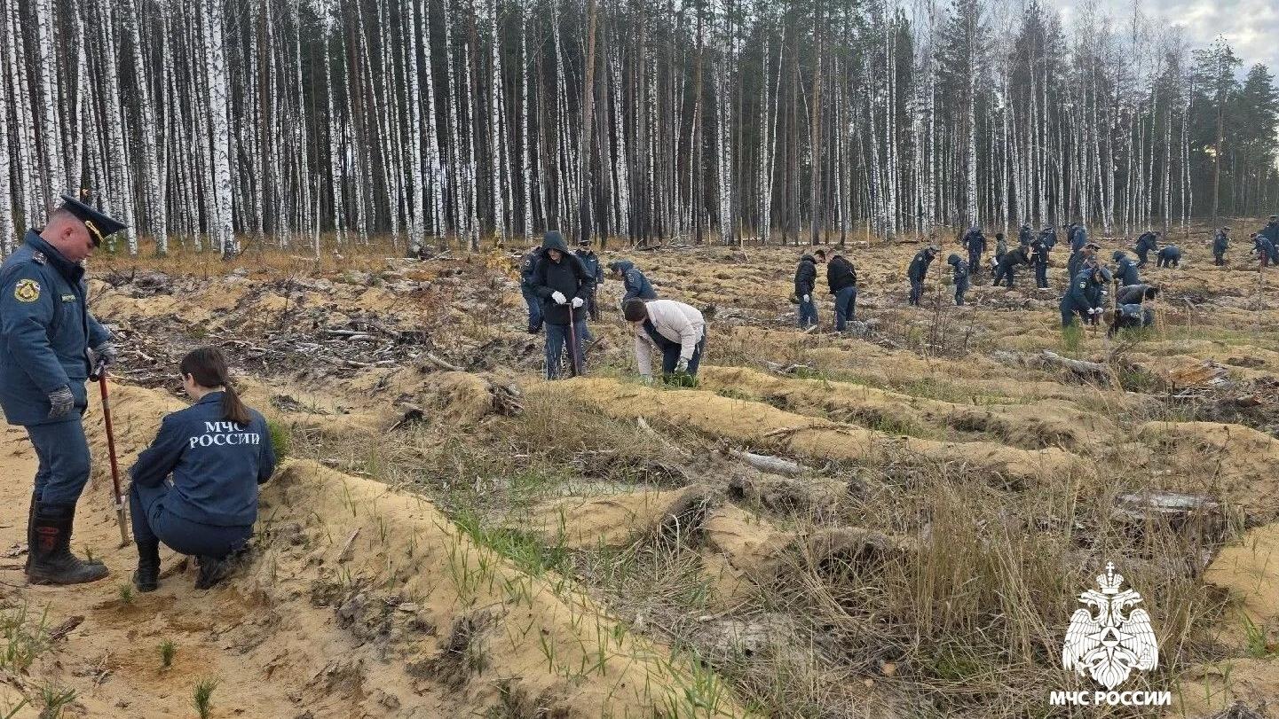 Сотрудники МЧС Марий Эл высадили деревья в Сосновом бору