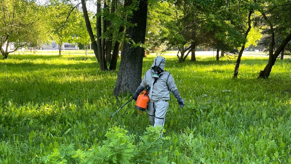 Парк культуры и отдыха в Йошкар-Оле обработали от ядовитого борщевика