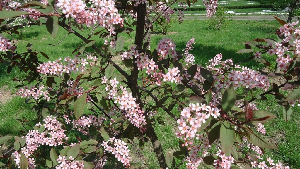 В Ботаническом саду в Йошкар-Оле можно наблюдать цветение розовой черёмухи