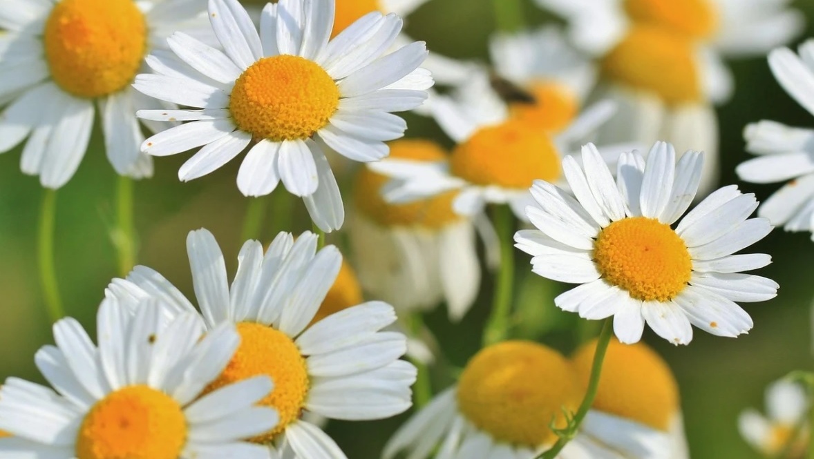 День семьи, любви и верности в музее