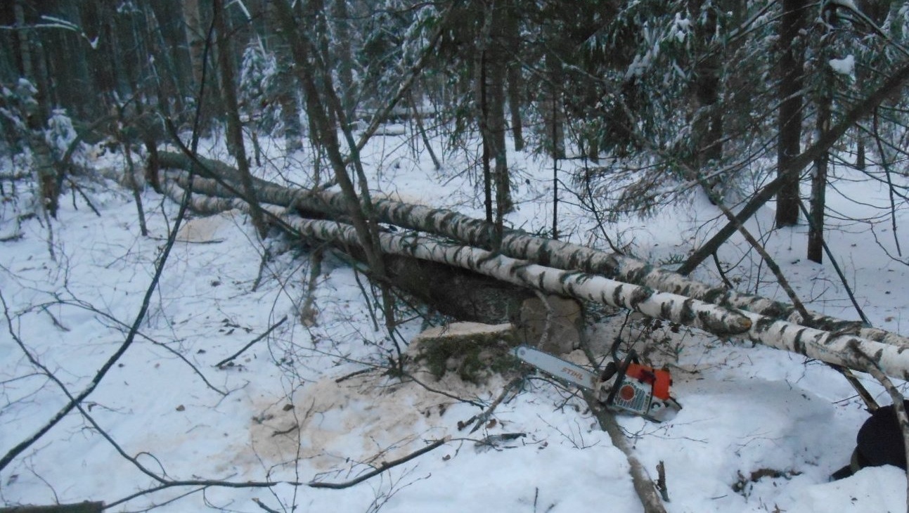 В Советском районе погиб лесоруб