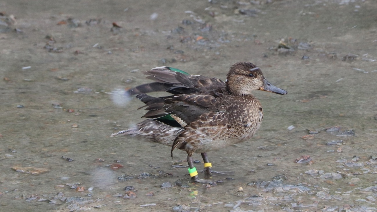 На Малой Кокшаге в Йошкар-Оле окольцевали и обстригли зимующую утку