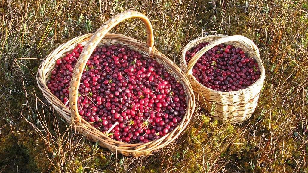 Жительниц Медведевского района приглашают на конкурс по сбору клюквы