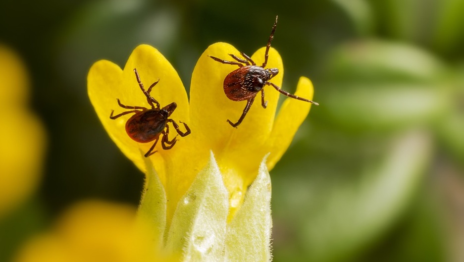 В Марий Эл клещи покусали уже 837 человек