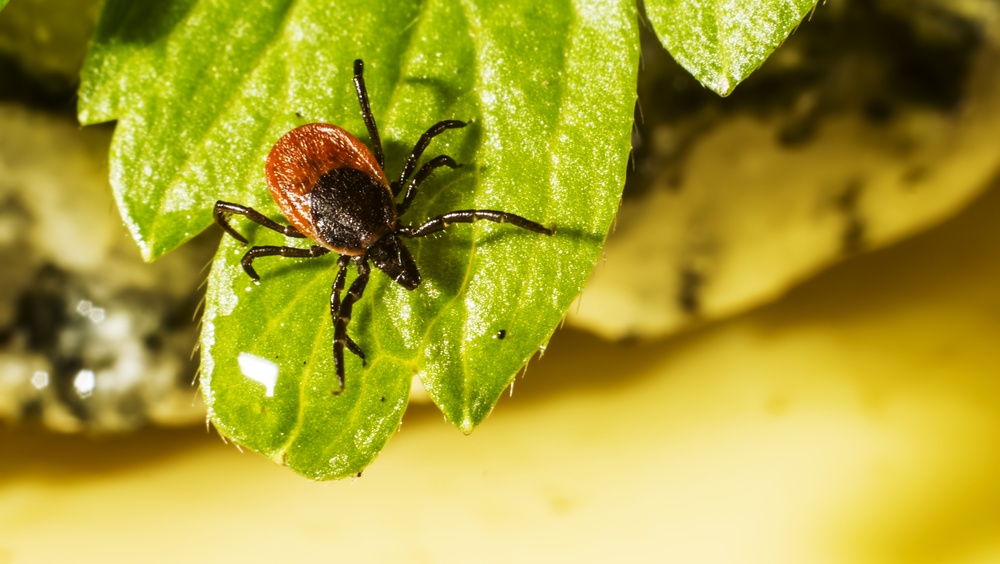 За неделю от укусов клещей пострадали 47 жителей Марий Эл