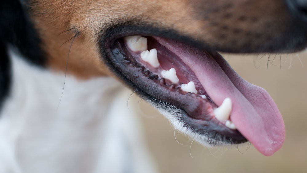 В Новоторъяльском районе обнаружили бешеную собаку