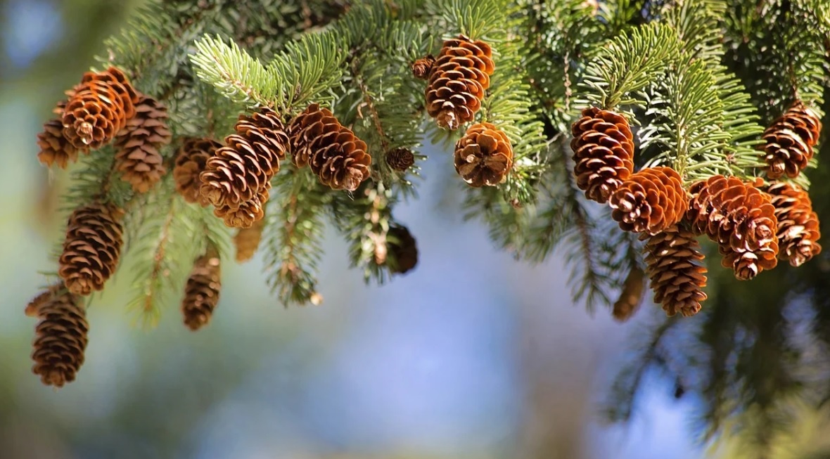 В Марий Эл заготовлено больше тонны семян шишек сосны и ели