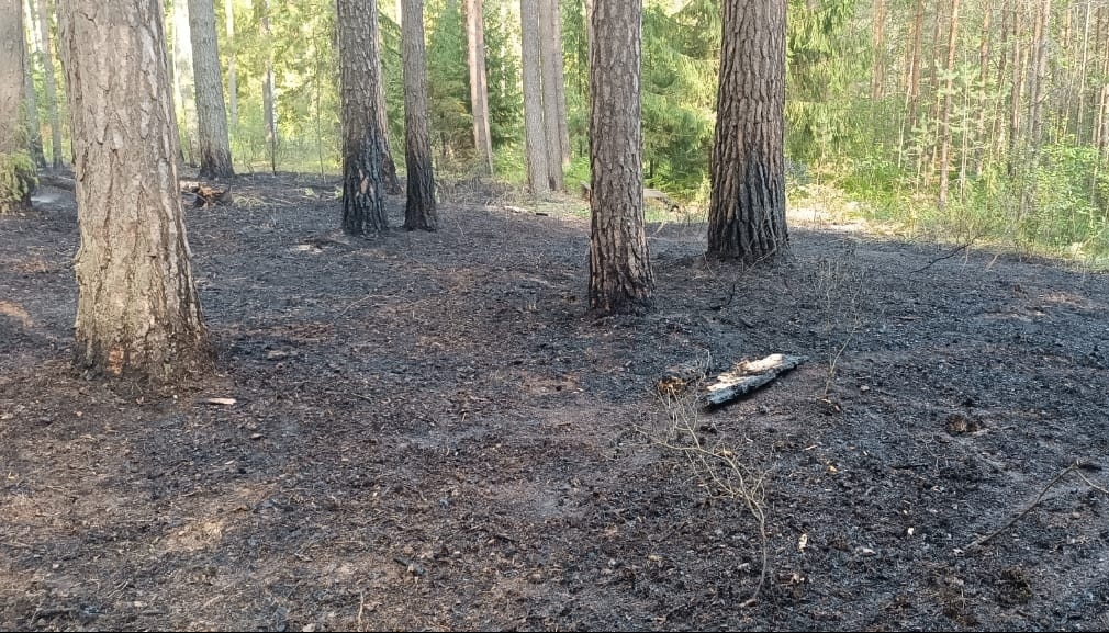 Жительница Суслонгера подняла односельчан на тушение лесного пожара