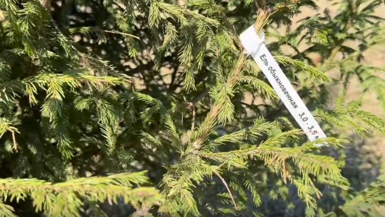 В Йошкар-Оле в юбилейный год высадят около 700 деревьев и кустарников