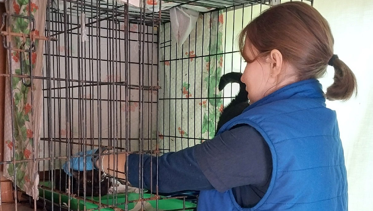 В Йошкар-Оле ветеринары вакцинировали животных из приюта