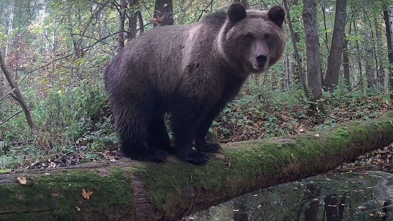 Что насторожило медведя возле фотоловушки в марийском лесу