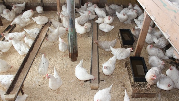 Ветслужба мониторит ярмарки выходного дня