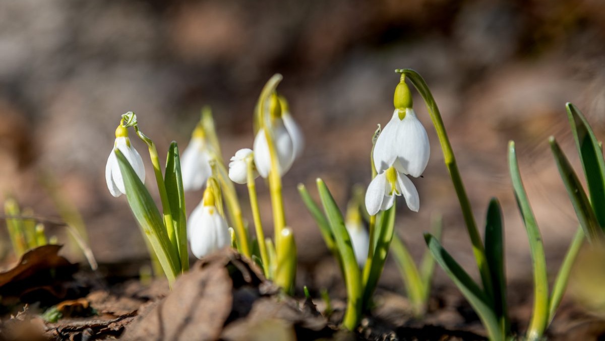 В Ботаническом саду ННГУ можно встретить «белые капли» и цветущие крокусы