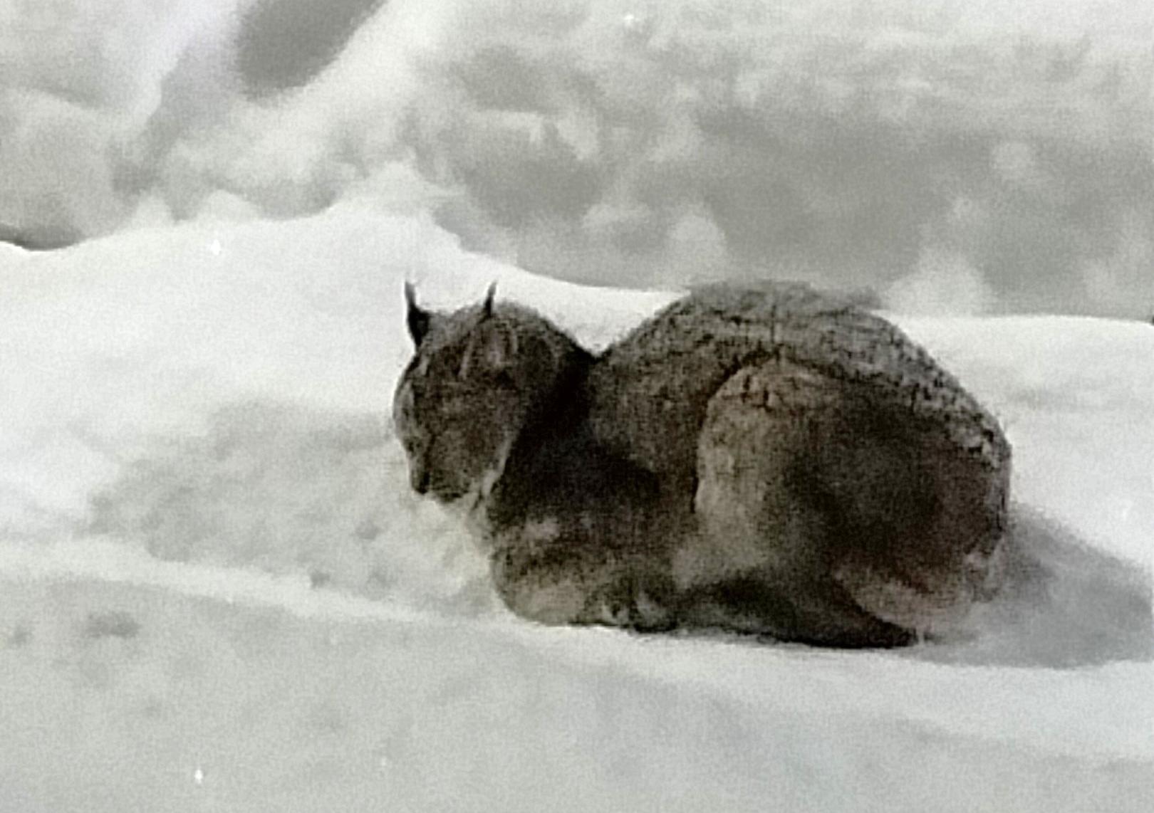 По Йошкар-Оле бродила рысь