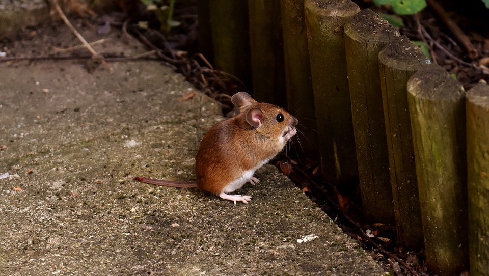 На барьерную дератизацию в Марий Эл выделено полтора млн рублей