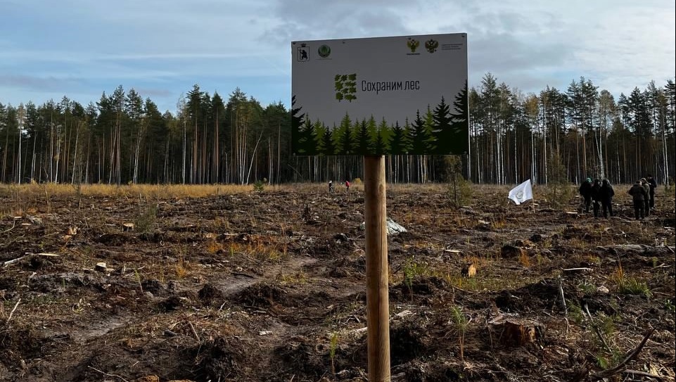 В Марий Эл чиновники принимают активное участие в акции «Сохраним лес»