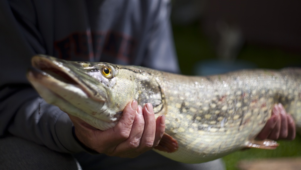 На Чебоксарском водохранилище и его притоках начался нерест