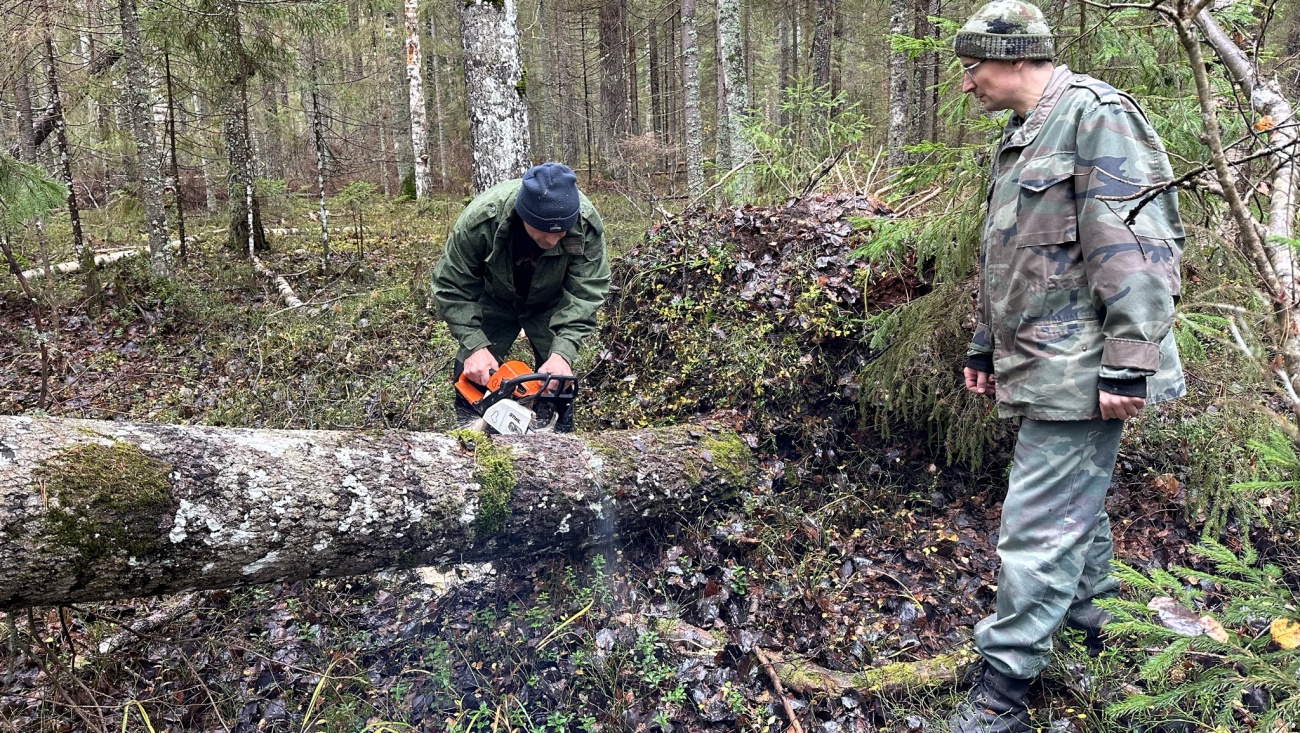 В заповеднике «Большая Кокшага» устраняют последствия ветровала