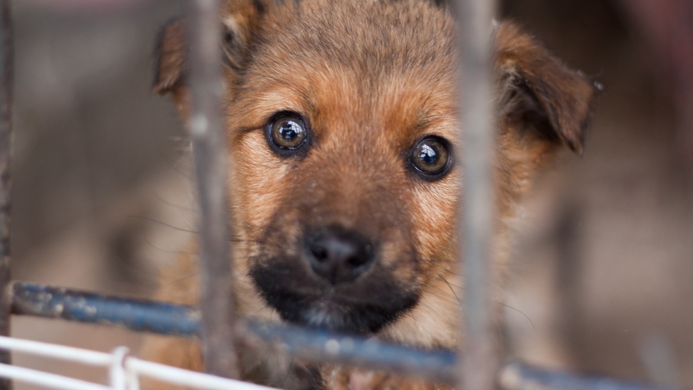 За 11 месяцев в Марий Эл было отловлено 1 099  бездомных животных