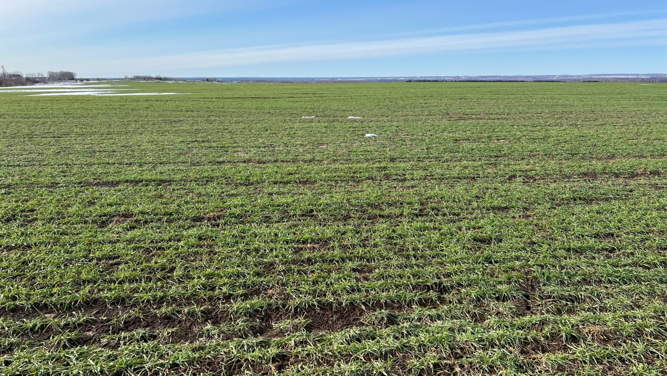 В Марий Эл поля освободились от снежного покрова