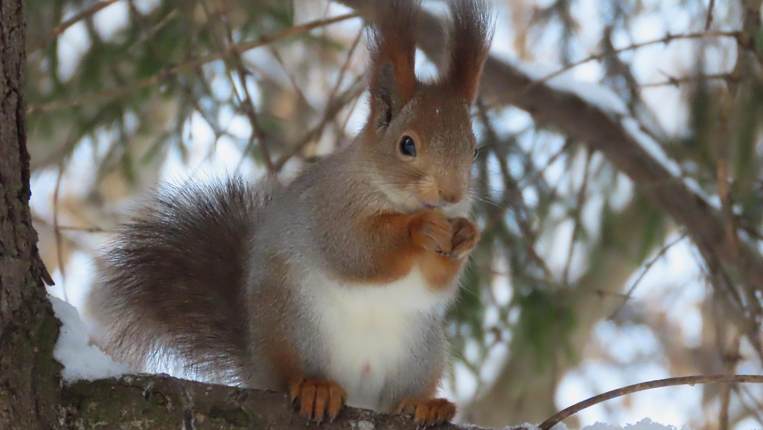 Йошкаролинцев попросили не кормить белок смертельным для них миндалем