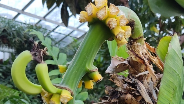 В Ботаническом саду Йошкар-Олы дегустируют собственноручно выращенные бананы